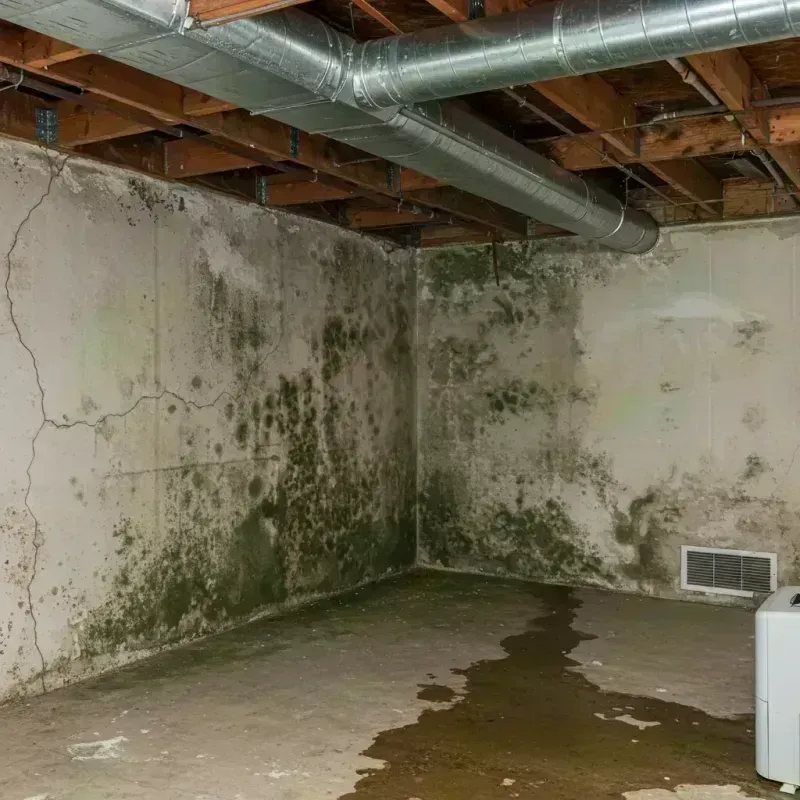 Professional Mold Removal in Dallas County, MO